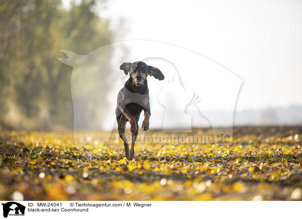 black-and-tan Coonhound / MW-24041