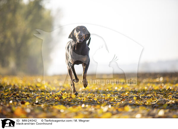 black-and-tan Coonhound / MW-24042
