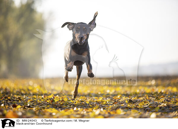 black-and-tan Coonhound / MW-24043