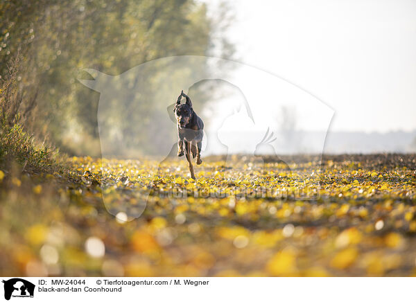 black-and-tan Coonhound / MW-24044