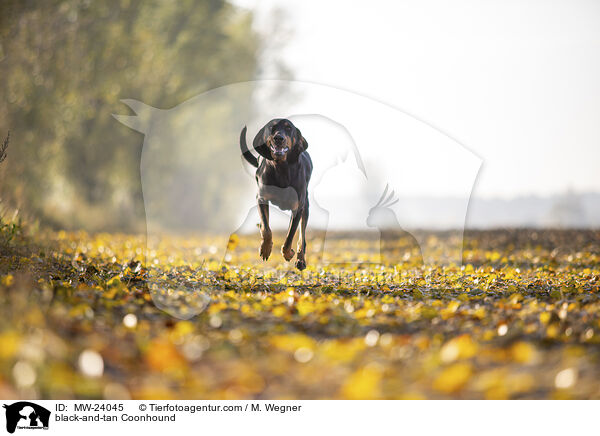 black-and-tan Coonhound / MW-24045