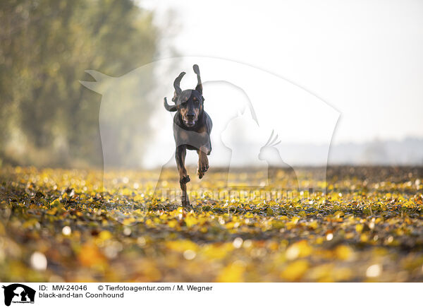 black-and-tan Coonhound / MW-24046