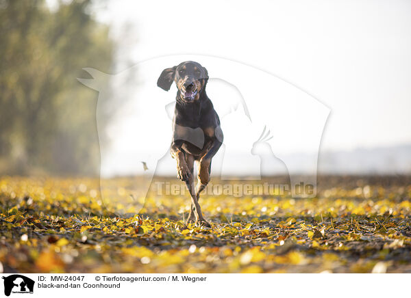 black-and-tan Coonhound / MW-24047