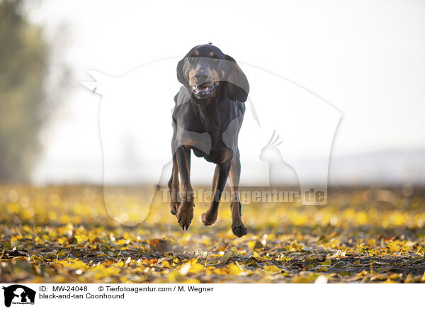black-and-tan Coonhound / MW-24048