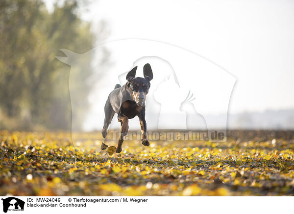 Coonhound / black-and-tan Coonhound / MW-24049