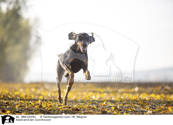 black-and-tan Coonhound / MW-24050