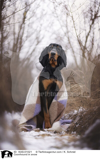 Coonhound in snow / KAS-01021