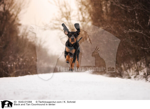 Black and Tan Coonhound im Winter / Black and Tan Coonhound in winter / KAS-01088