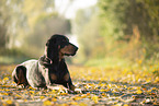 black-and-tan Coonhound