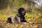 black-and-tan Coonhound