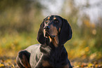 black-and-tan Coonhound