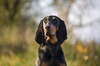 black-and-tan Coonhound