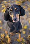 black-and-tan Coonhound