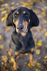 black-and-tan Coonhound