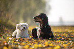 black-and-tan Coonhound