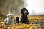 black-and-tan Coonhound