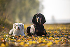 black-and-tan Coonhound