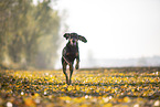 black-and-tan Coonhound