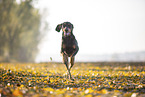 black-and-tan Coonhound