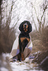 Coonhound in snow