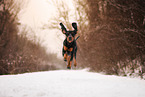 Black and Tan Coonhound in winter