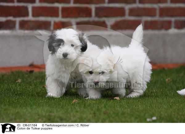 Coton de Tulear Welpen / Coton de Tulear puppies / CR-01164