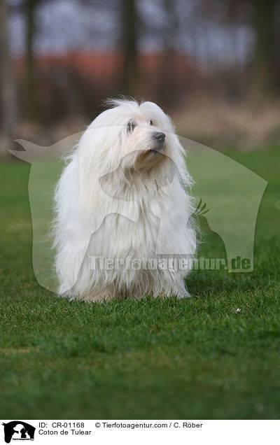 Coton de Tulear / CR-01168