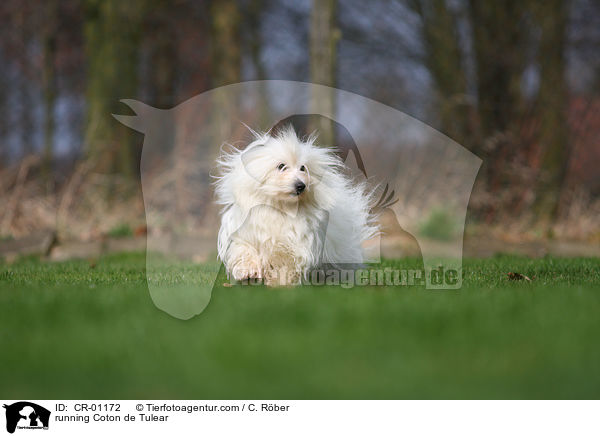 rennender Coton de Tulear / running Coton de Tulear / CR-01172