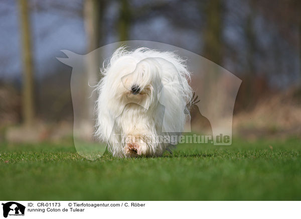 rennender Coton de Tulear / running Coton de Tulear / CR-01173