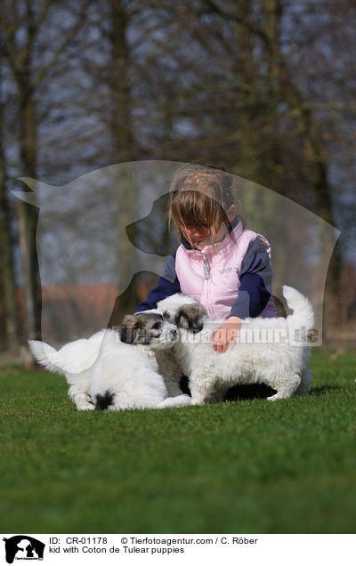 kid with Coton de Tulear puppies / CR-01178