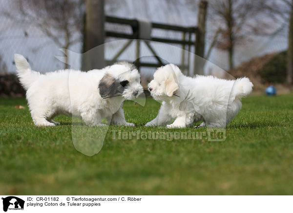 spielende Coton de Tulear Welpen / playing Coton de Tulear puppies / CR-01182