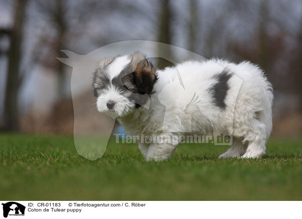Coton de Tulear puppy / CR-01183