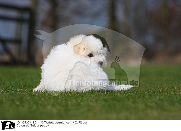 Coton de Tulear puppy / CR-01186