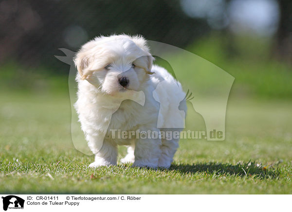 Coton de Tulear Puppy / CR-01411