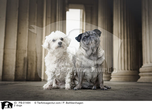2 Hunde / 2 dogs / PB-01484