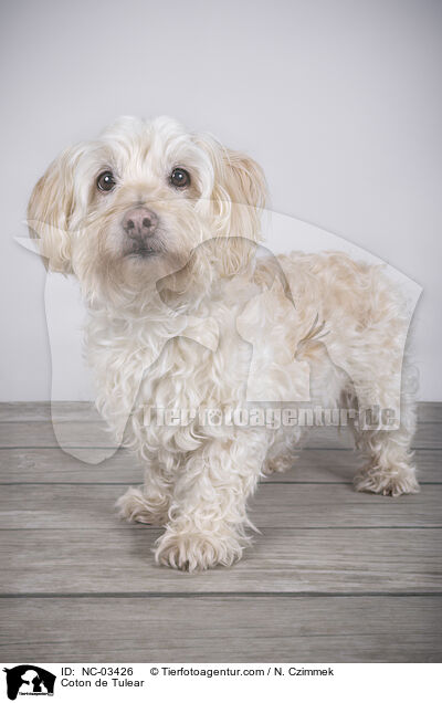 Coton de Tulear / Coton de Tulear / NC-03426