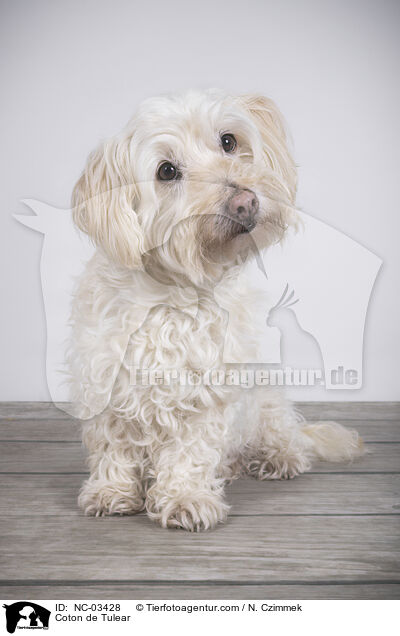 Coton de Tulear / Coton de Tulear / NC-03428