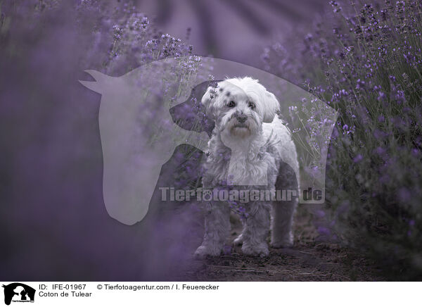 Coton de Tulear / Coton de Tulear / IFE-01967