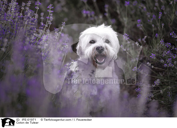 Coton de Tulear / Coton de Tulear / IFE-01971
