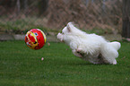 playing Coton de Tulear