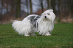 Coton de Tulear