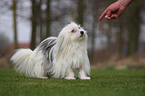 Coton de Tulear