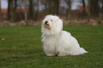 Coton de Tulear