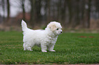 Coton de Tulear puppy