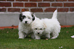 Coton de Tulear puppies