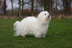 Coton de Tulear