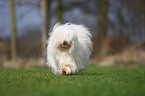 running Coton de Tulear