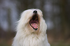 Coton de Tulear Portrait