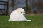 Coton de Tulear puppy