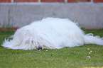 Coton de Tulear